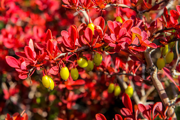 Yellov berries red bush