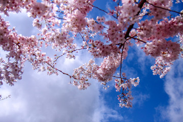 Branches of cherry trees in blossom in spring in Hillsboro, Oregon with deep blue sky in background