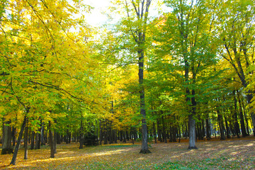 Walking in the autumn Park. Belarus, Kobrin. Beauty and harmony in nature. Defoliation. Yellow foliage. The concept of peace and tranquility.