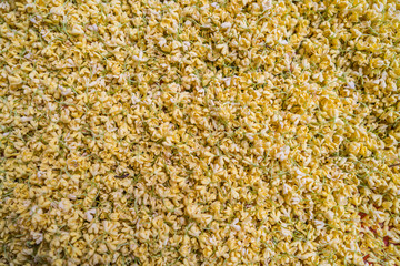 Collected sweet osmanthus