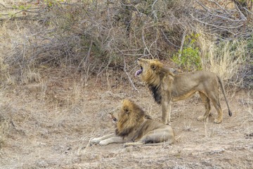 African lion in Kruger National park, South Africa