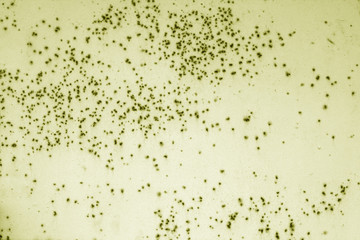 Grungy rusted metal surface in yellow tone.