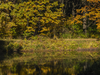 Autumn banks of the pond