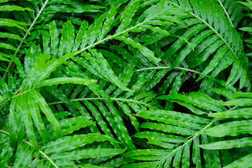 Green leaves in tropical rain forest in top view for nature concept background