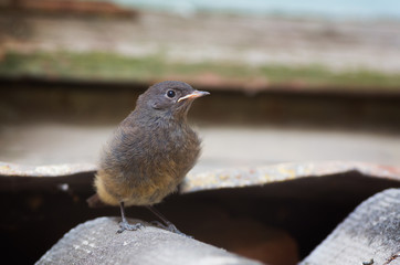 Juvenile Black Redstart At The Old Building