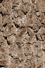 Birch tree bark texture in brown tone.