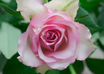 Natural and beautiful pale pink rose