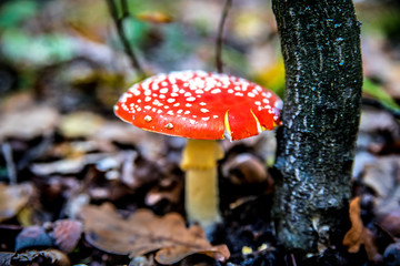 Amanita under the tree among the dry oak foliage.
