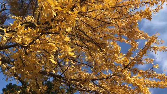 Tree Ginkgo biloba yellow leaves fall in Autumn of South Russia. Ginkgo biloba autumnal foliage moved by wind. Fall 2018.