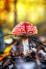 Amanita among the dry foliage in the sun.
