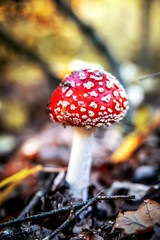 Amanita among the dry foliage.
