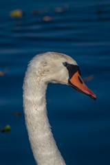 Nahaufnahme eines Schwan (Kopf)