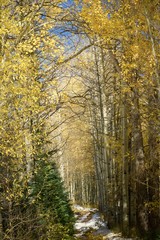 Fototapeta premium Path between fall aspen colors