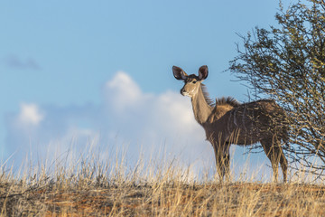 Greater kudu (Tragelaphus strepsiceros), female, Kalahari, Namibia.