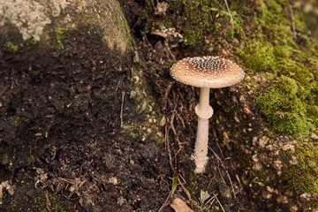 Mushroom growing in a forest