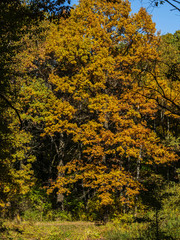 Autumn landscape