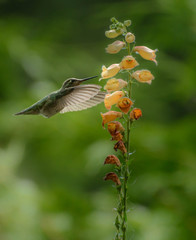 Anna's Hummingbird Stalk Of Life 