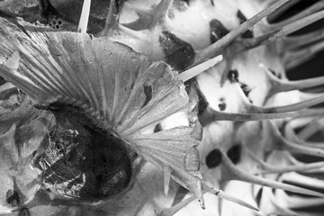Black and white fins and needle fish