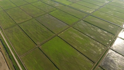 Growing rice on flooded fields. Ripe rice in the field, the beginning of harvesting. A birds-eye view. Flooded rice paddies. Agronomic methods of growing rice in the fields. Flooding the fields with
