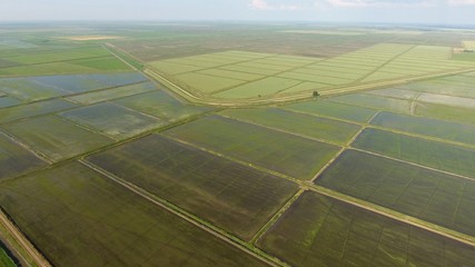 Growing rice on flooded fields. Ripe rice in the field, the beginning of harvesting. A birds-eye view. Flooded rice paddies. Agronomic methods of growing rice in the fields. Flooding the fields with