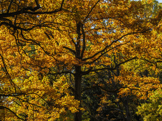 Autumn landscape