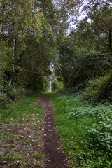 Tree covered walkway in English Countryside