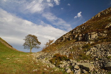 Sycamore Gap on Hadrian's Wall, Northumberland