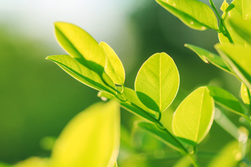 Blur of Tree Leaves for art background and colorful Abstract for festival holiday ,soft  made with gradient and filter colored.