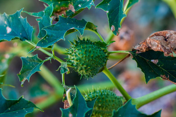 Datura stramonium