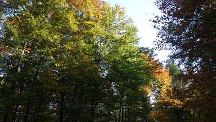 Baumkrone Mit Himmel