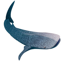 Obraz premium Rekin wielorybi kreskówka na białym tle. Ilustracji wektorowych