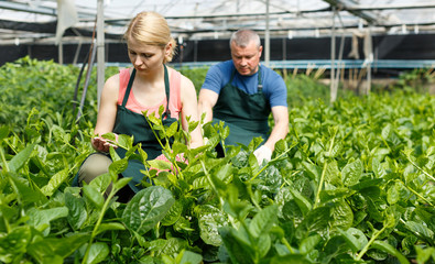 Couple of  gardeners  arranging creeping spinach seedlings