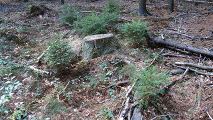 Baumstamm Mit Kleinen Tannen