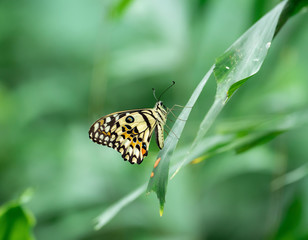 close-up shot of Papilio demoleus Linnaeus