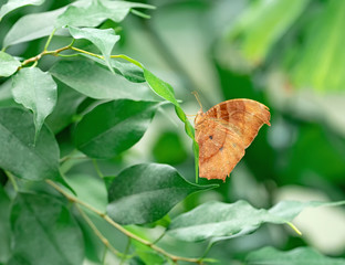 Obraz premium Melanitis on a leaf