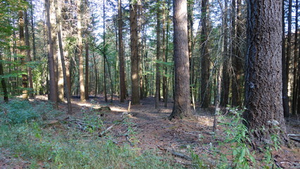 Abhang Wald Hügelig Herbst