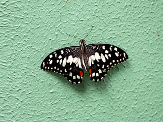 Fototapeta na wymiar close-up shot of Papilio demoleus Linnaeus