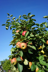 Krone vom Apfelbaum mit Äpfeln vor blauem Himmel