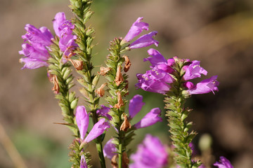 Pink flowers of Physostegia virginiana or obedient plant