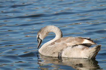 Cygnus olor cygnet or Mute swan in juvenile plumage