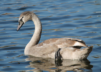 Cygnus olor cygnet or Mute swan in juvenile plumage