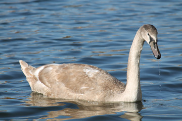 Cygnus olor cygnet or Mute swan in juvenile plumage