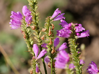 Pink flowers of Physostegia virginiana or obedient plant