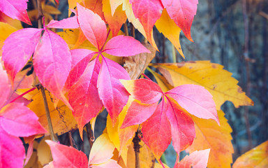 Autumn leaves background. Macro shot of ivy leaves turning red orange yellow