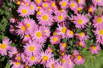 Bright pink flowers of garden chrysanths