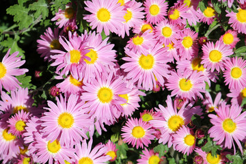 Obraz na płótnie Canvas Bright pink flowers of garden chrysanths