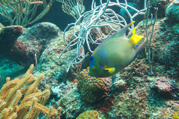 Fototapeta na wymiar Fishes swimming in the Caribbean Sea of Mexico