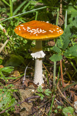 poisonous mushroom fly agaric