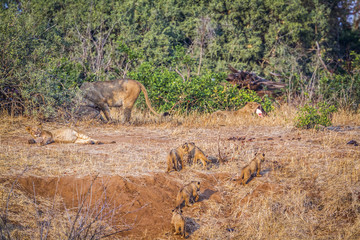 African lion in Kruger National park, South Africa