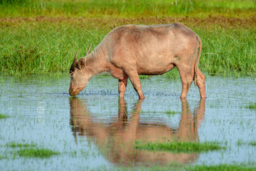 Water buffalo masses in wetland at Thale Noi, Phatthalung - a province in southern Thailand.